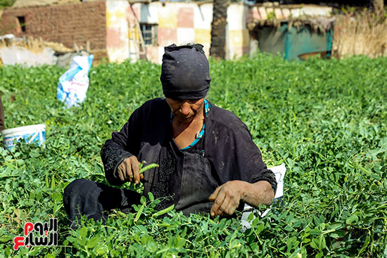 سيدة تحصد البسلة سيدة تحصد البسلة