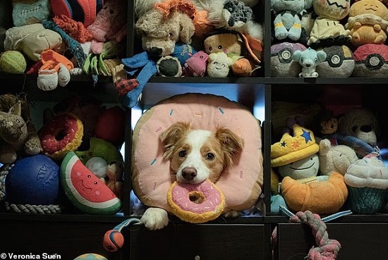 الكلاب تفهم حديث البشر