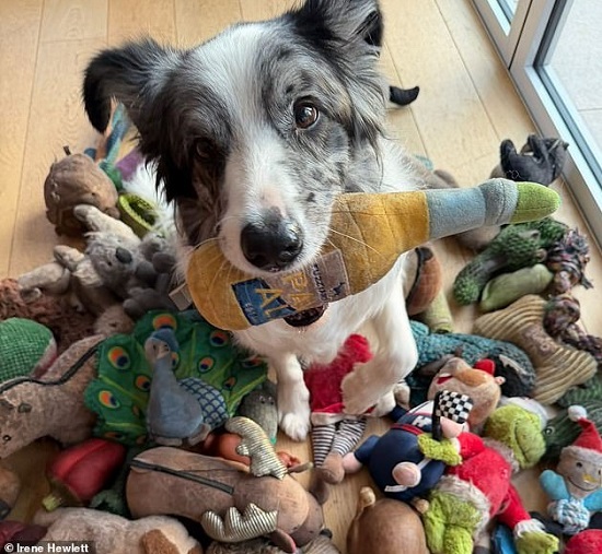 دراسة تؤكد الكلاب تتنصت على أصحابها 