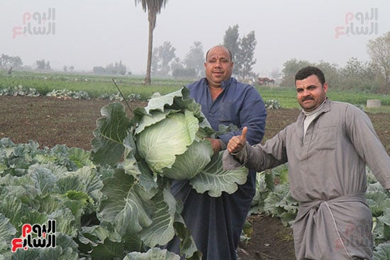 فرحة الفلاحين بالحصاد (3)