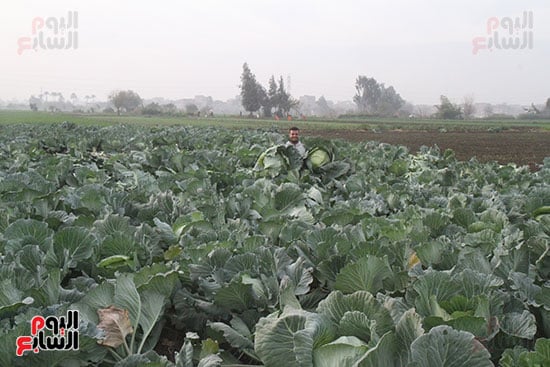 محصول الكرنب من محافظة الدقهلية محصول الكرنب من محافظة الدقهلية