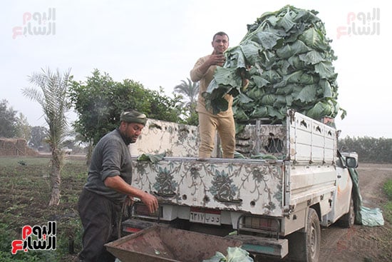 تحميل الكرنب بعد الحصاد تحميل الكرنب بعد الحصاد