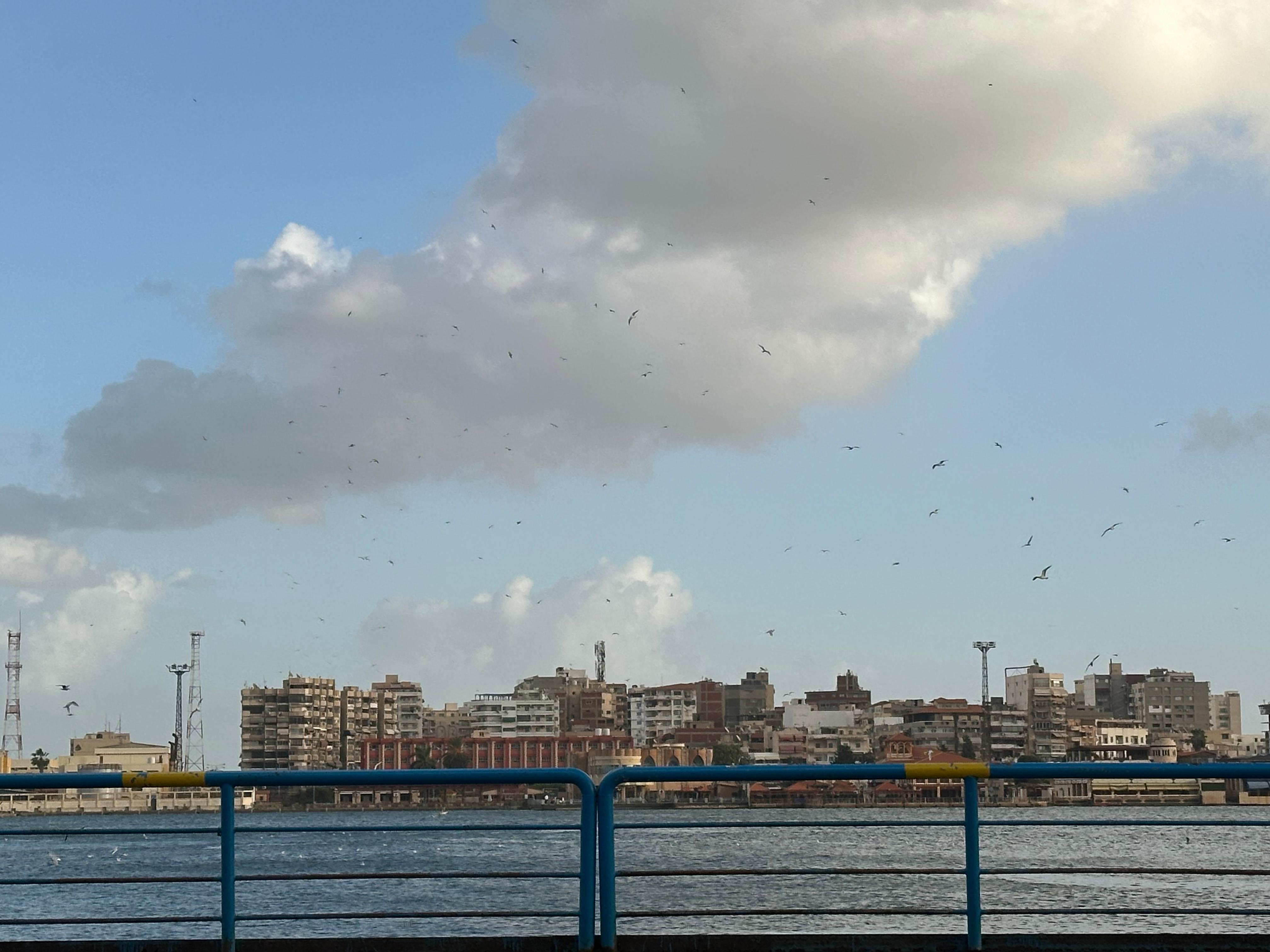 طيور النورس في سماء بورسعيد