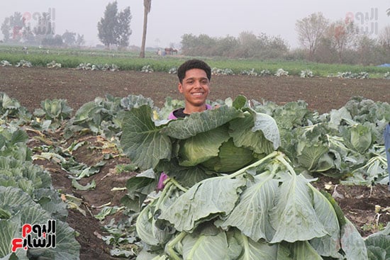 ابتسامة طفل وسط محصول الكرنب ابتسامة طفل وسط محصول الكرنب