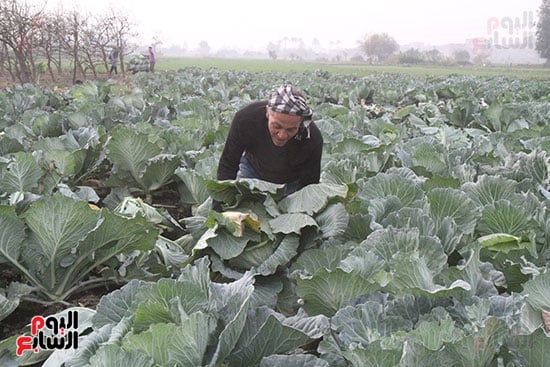 جمع الكرنب جمع الكرنب