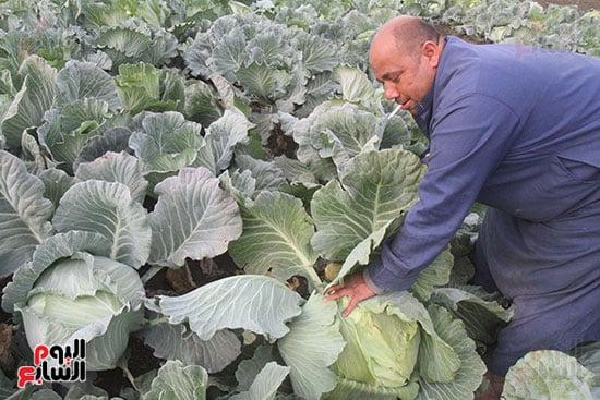 موسم حصاد الكرنب موسم حصاد الكرنب