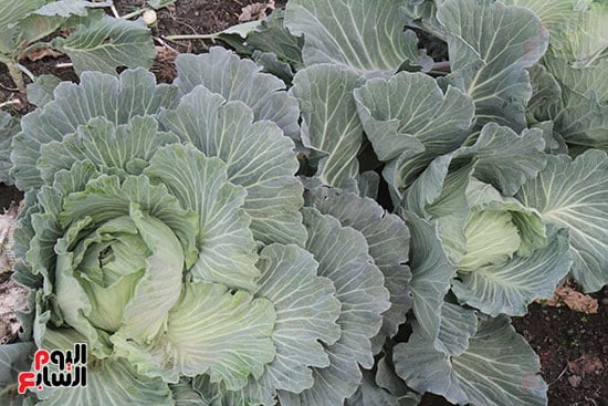 موسم الكرنب موسم الكرنب