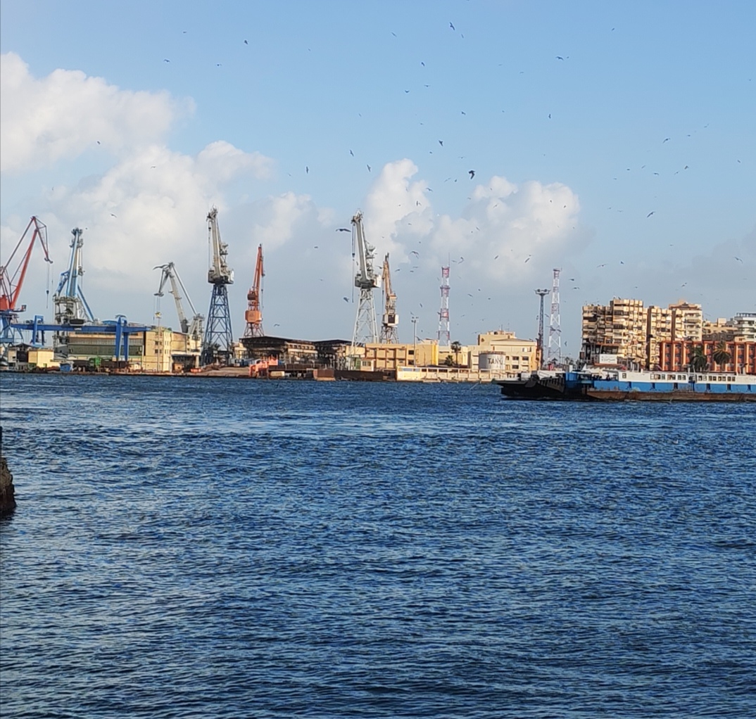 طائر النورس في بورسعيد