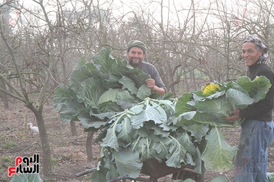 حصاد الكرنب فى الدقهلية حصاد الكرنب فى الدقهلية