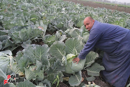 جنى الكرنب من محافظة الدقهلية جنى الكرنب من محافظة الدقهلية