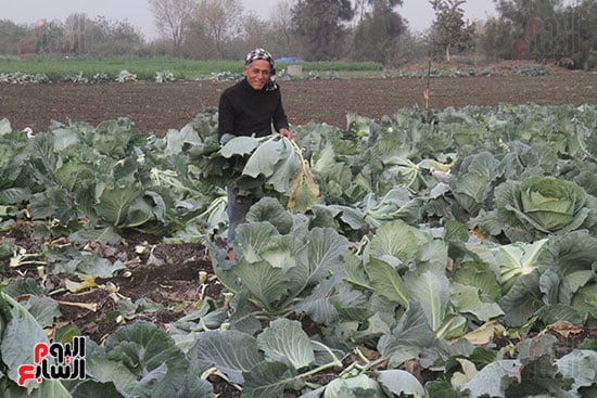 حصاد الكرنب ثمرة الشتاء حصاد الكرنب ثمرة الشتاء