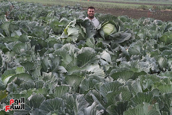 فرحة الفلاحين بالحصاد فرحة الفلاحين بالحصاد