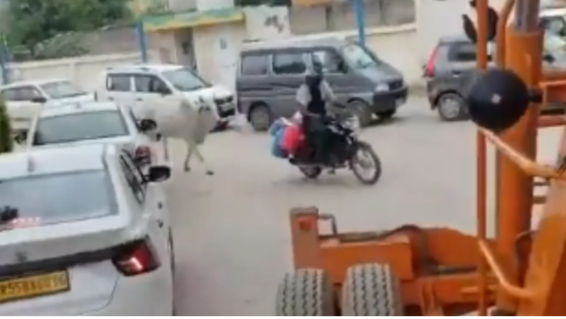الثور بيجرى وراه