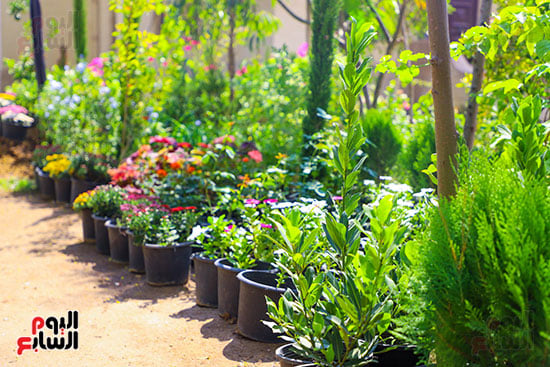 معرض الزهور (42)