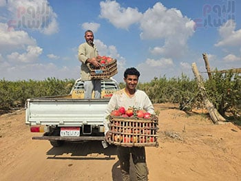 حصاد الرومان  (8)