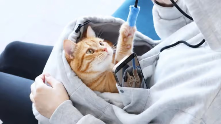 هودى للقطة وللهاتف