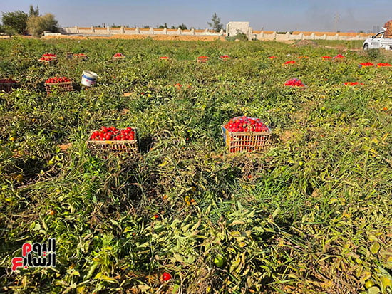 حصاد-عروة-الخريف حصاد-عروة-الخريف