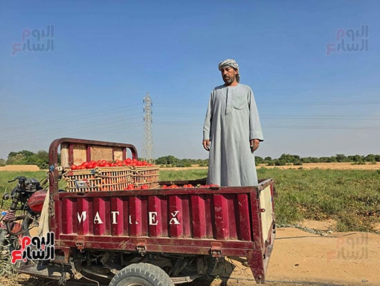 الطماطم الطماطم