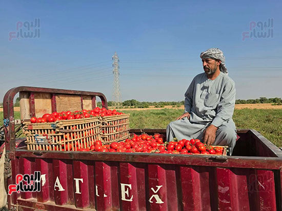 اجود-انواع-الطماطم اجود-انواع-الطماطم