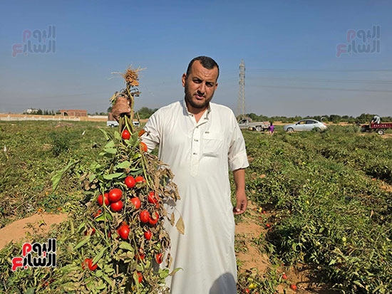 سامح-الطويل-تاجر-طماطم سامح-الطويل-تاجر-طماطم