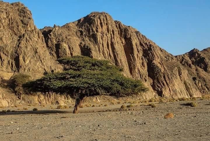 صحراء وادى الجمال
