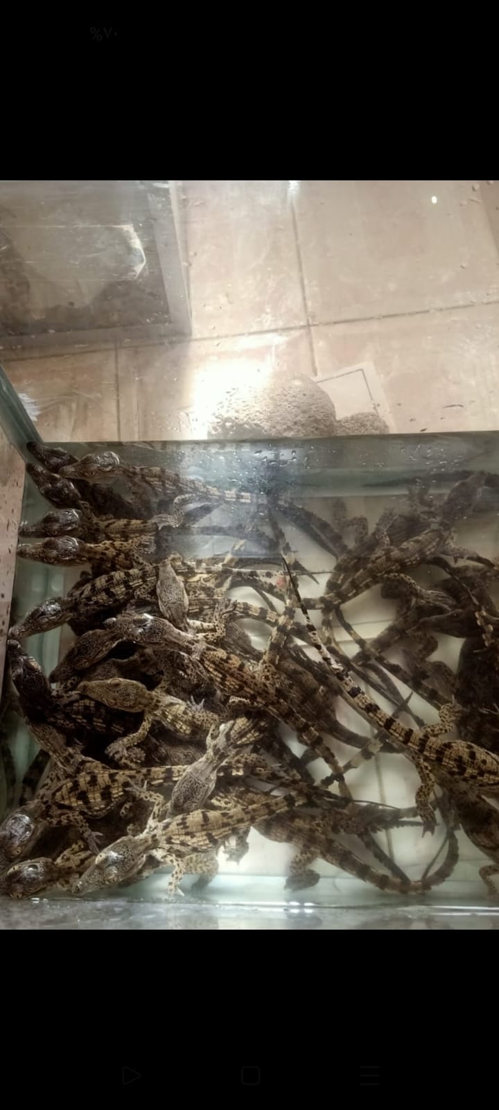تمساح تمساح