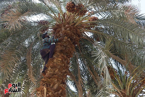 طالع-النخل_2
