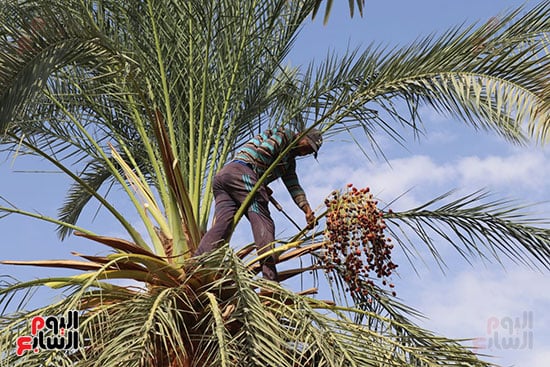 قطع-العذوق