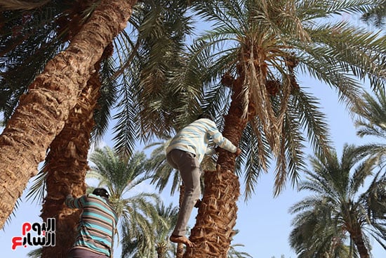 بداية-الحصاد-بصعود-النخل