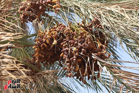 نخيل-محمل-بالثمار