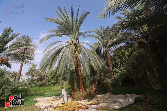 نخيل-أسوان