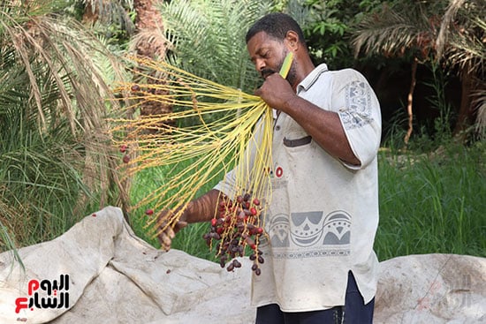 فرز-البلح