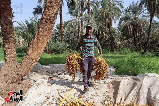 قطع-العذوق-من-النخلة