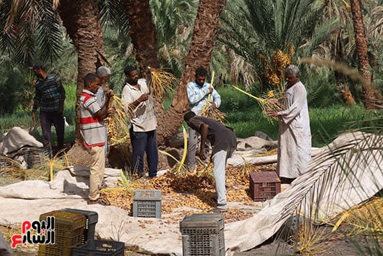 موسم-حصاد-البلح