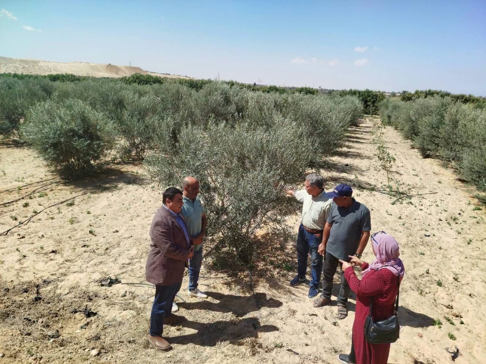 تحويل الصحراء لجنة خضراء كما هو ملاحظ في الصورة