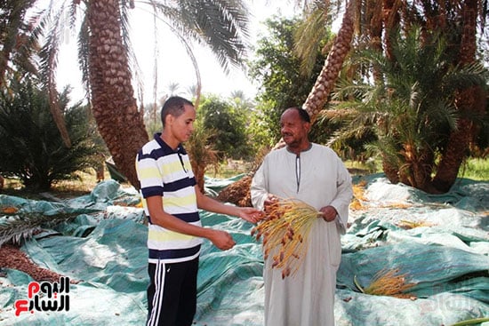 صحفي-اليوم-السابع-في-حصاد-النخيل