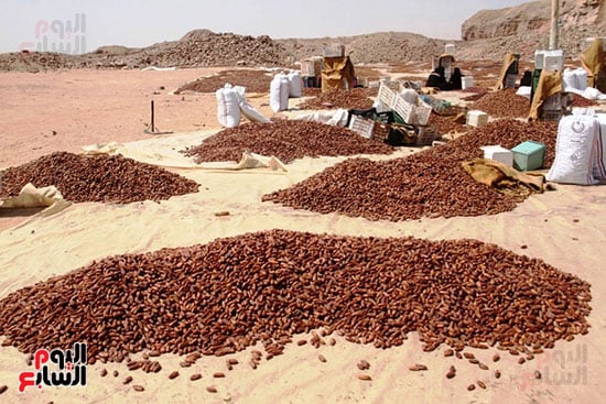 تجفيف-التمور-في-الشمس