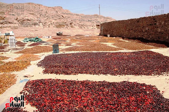 التمور-الجافة
