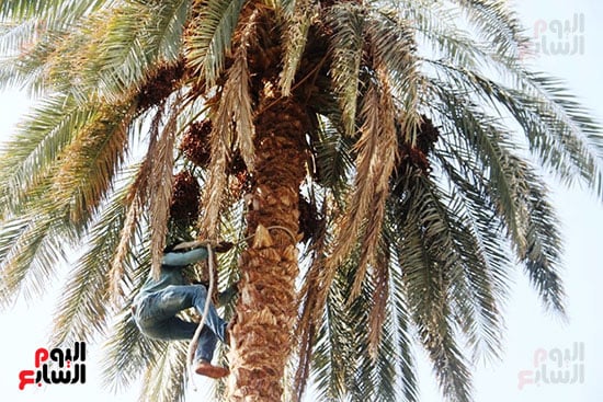 طالع-النخل