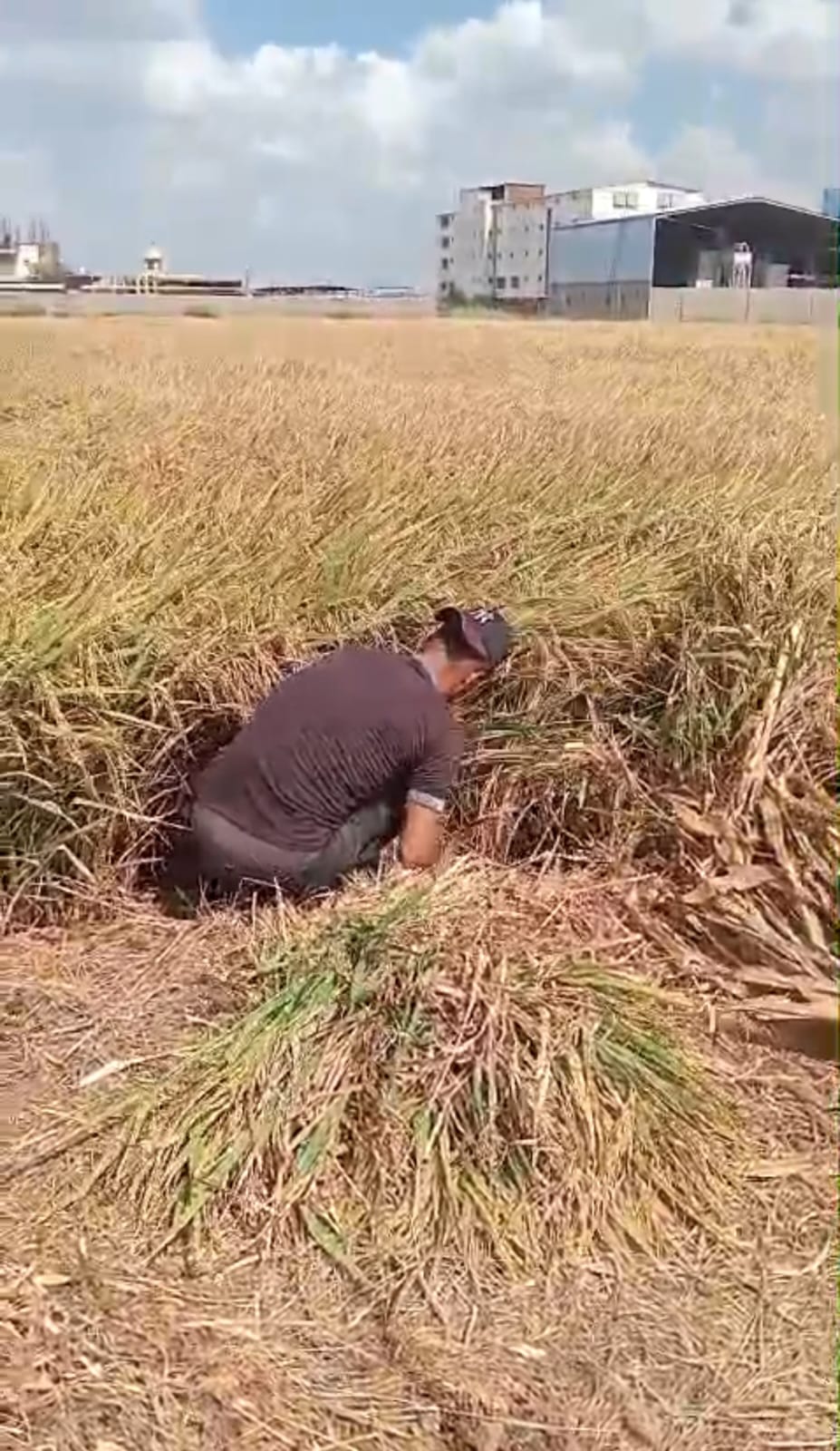 حصاد الارز الياسمين بالمنجل