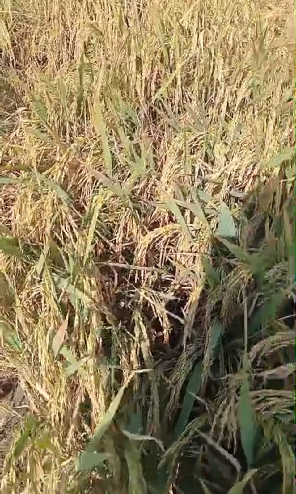 الارز الياسمين قبل حصاده