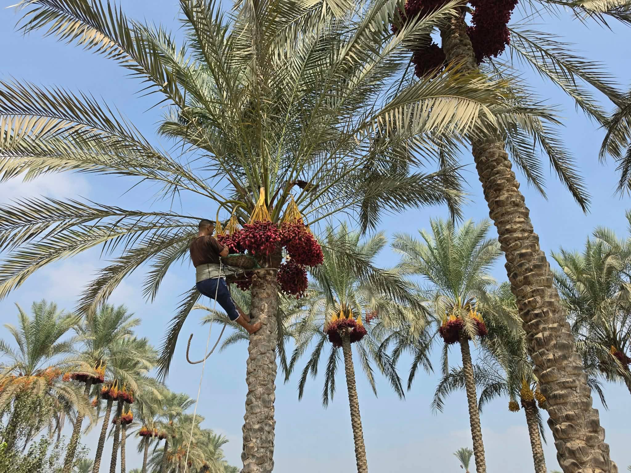 حصاد البلح ف القرين حصاد البلح ف القرين