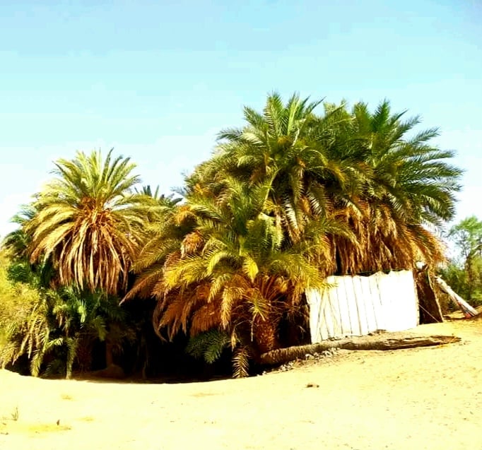 عين خضرا شهدت حرب المقتلة