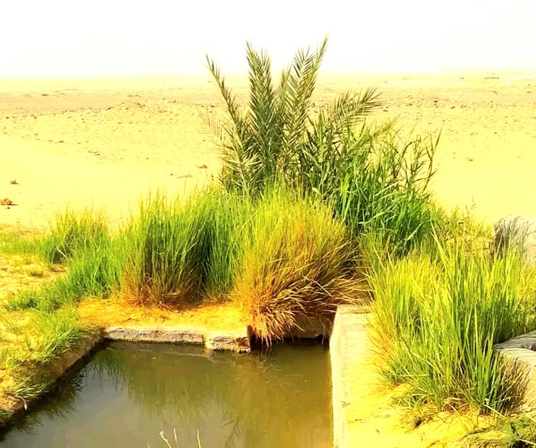 عين خضرا اقدم بئر رومانى بالفرافرة