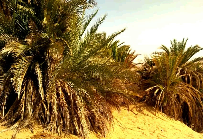 نخيل عتيق فى منطقة عين خضرا