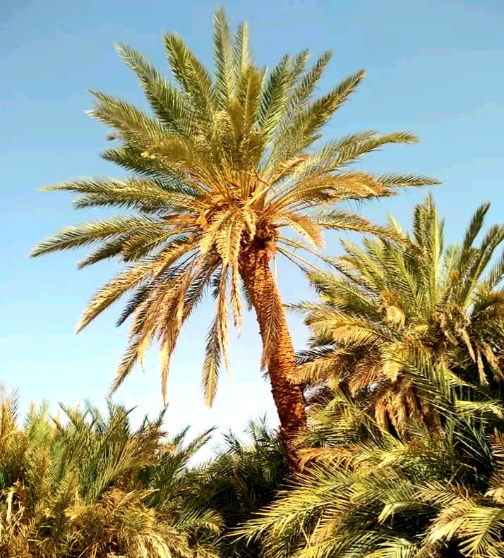 عين خضرا اهم محطات السياحة البيئية بالوادى الجديد