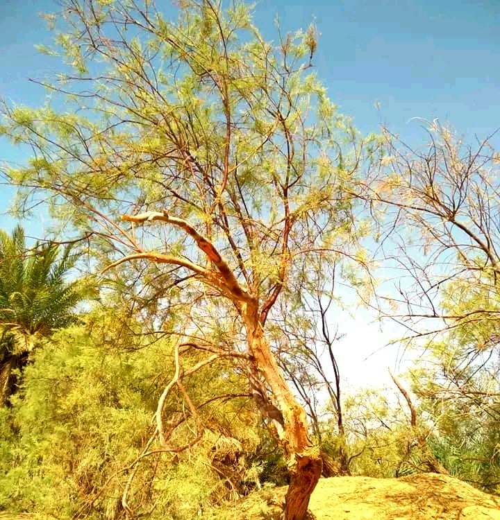 الاشجار تحيط بقبور شهداء الغزوة 