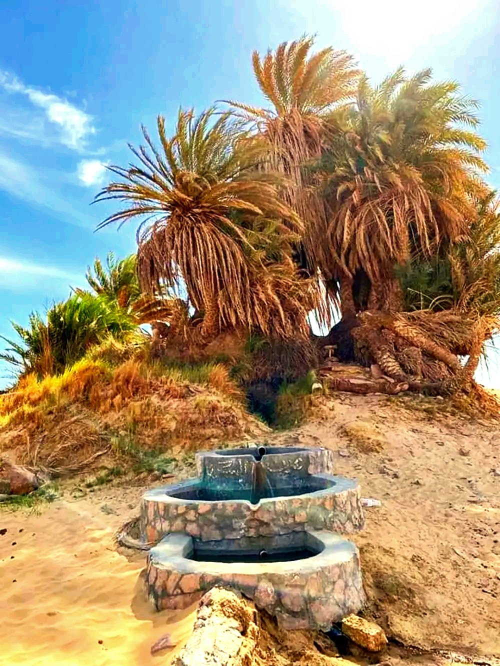 عين السرو السحرية