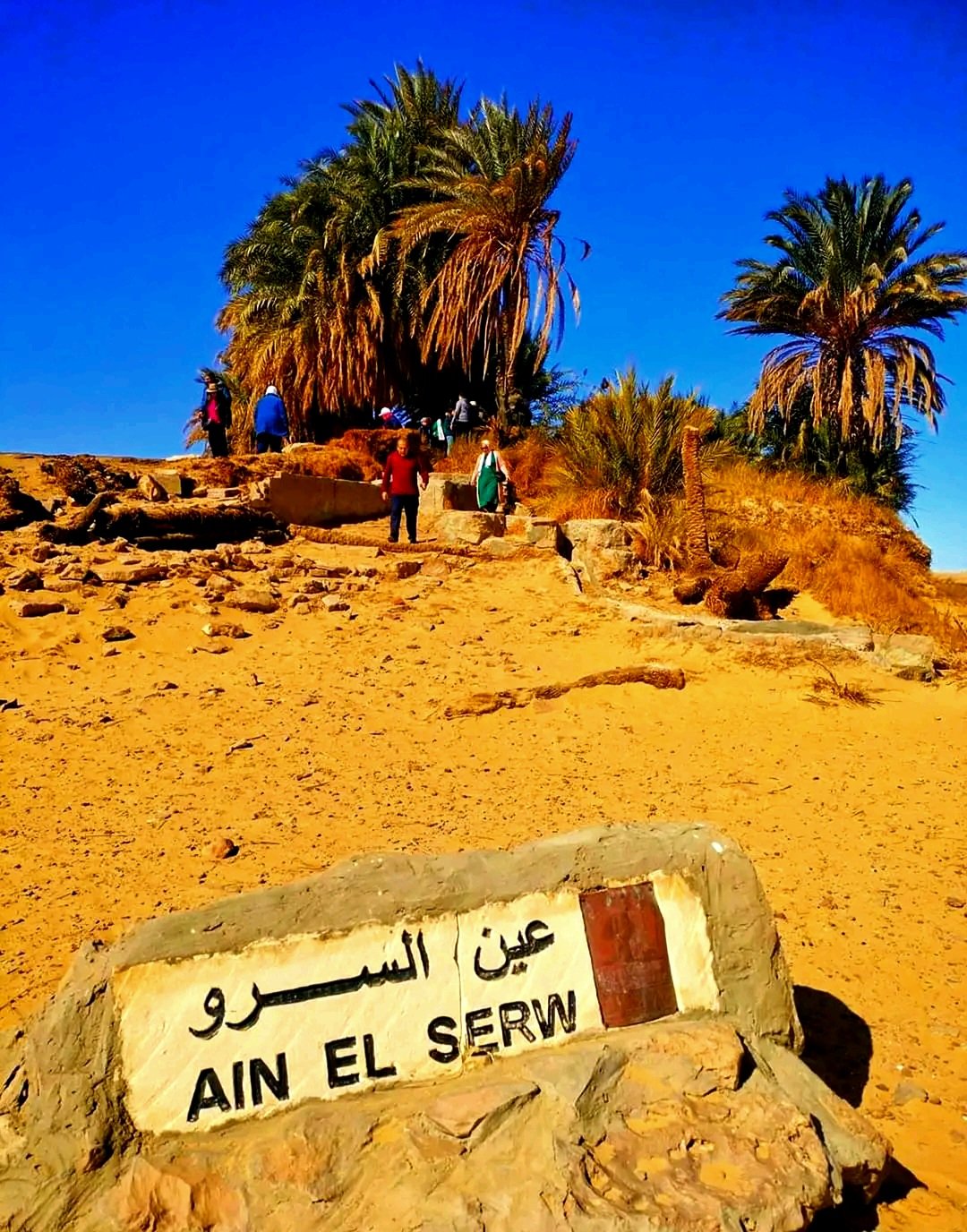 خضرة دائمة فى المنطقة