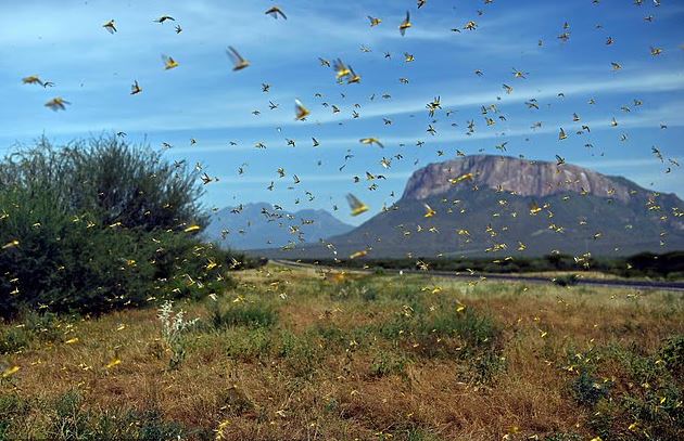 تحذيرات من تناقص أعداد الحشرات